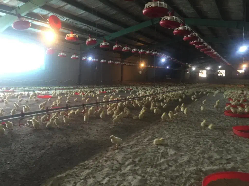 فروش مرغداری مجهزباتمام امکانات|فروش دفتر صنعتی، کشاورزی، تجاری|خرم‌آباد, |دیوار