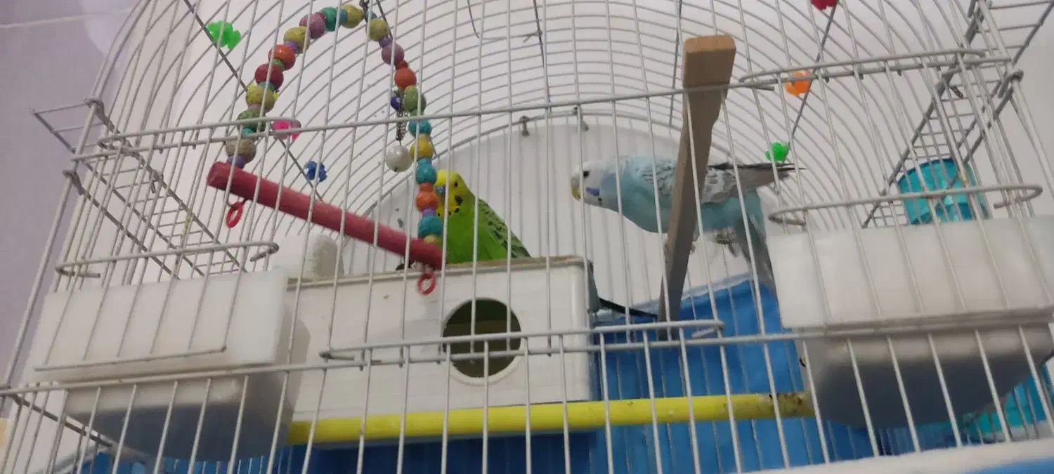 مرغ عشق|پرنده|قرچک, میرزائی جنوبی|دیوار