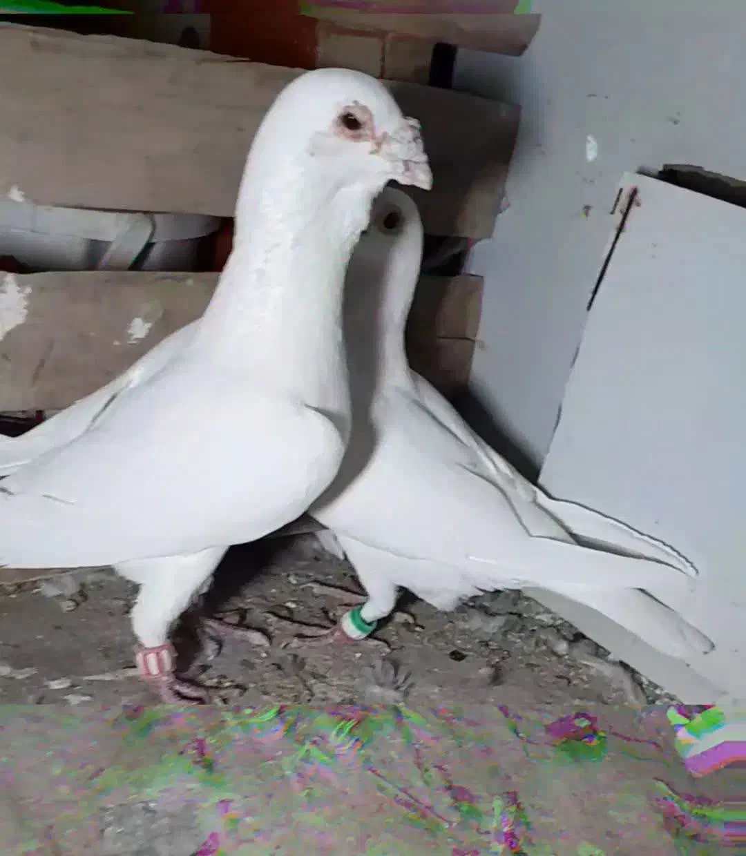 پلاکی سفید|پرنده|بافق, |دیوار