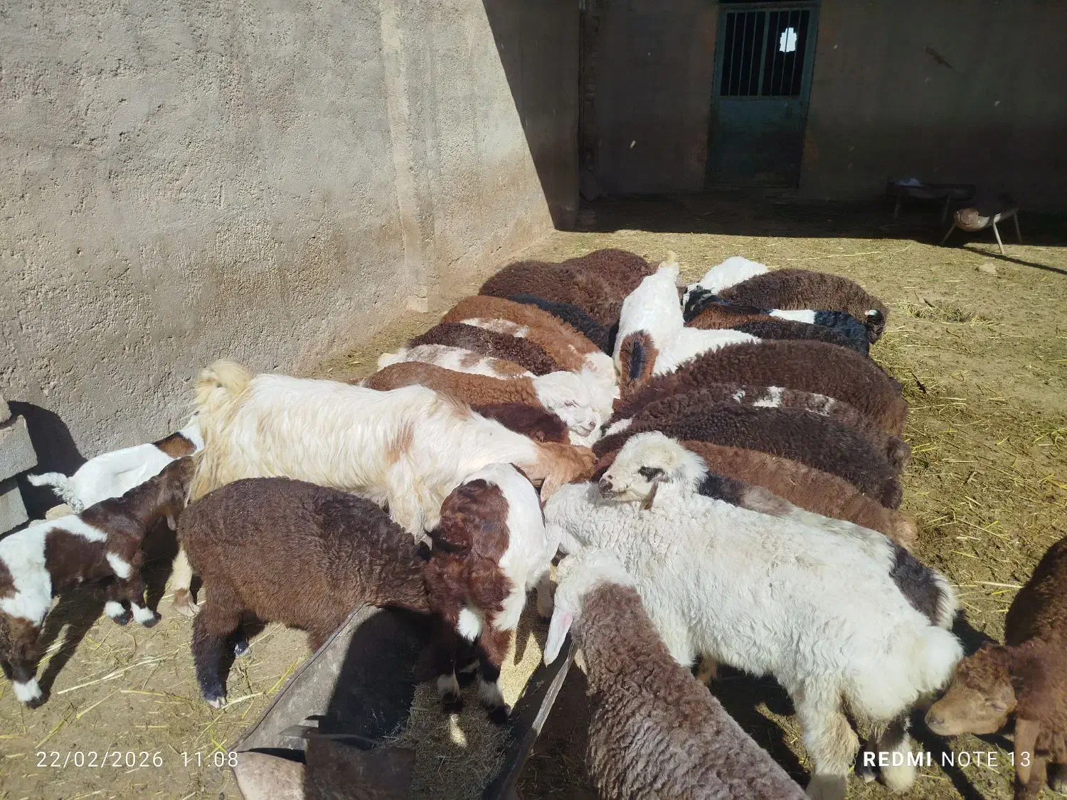 گوسفند|حیوانات مزرعه|اسفراین, |دیوار