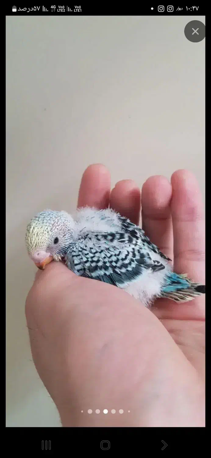 جوجه مرغ عشق|پرنده|تهران, هفت چنار|دیوار