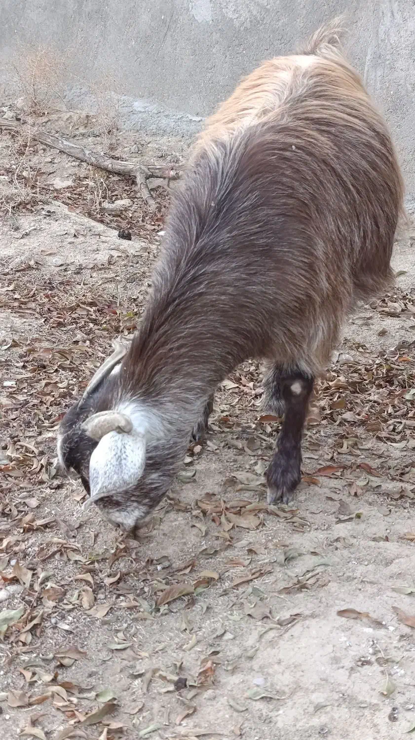 بز دوقلوزا|حیوانات مزرعه|میاندوآب, |دیوار