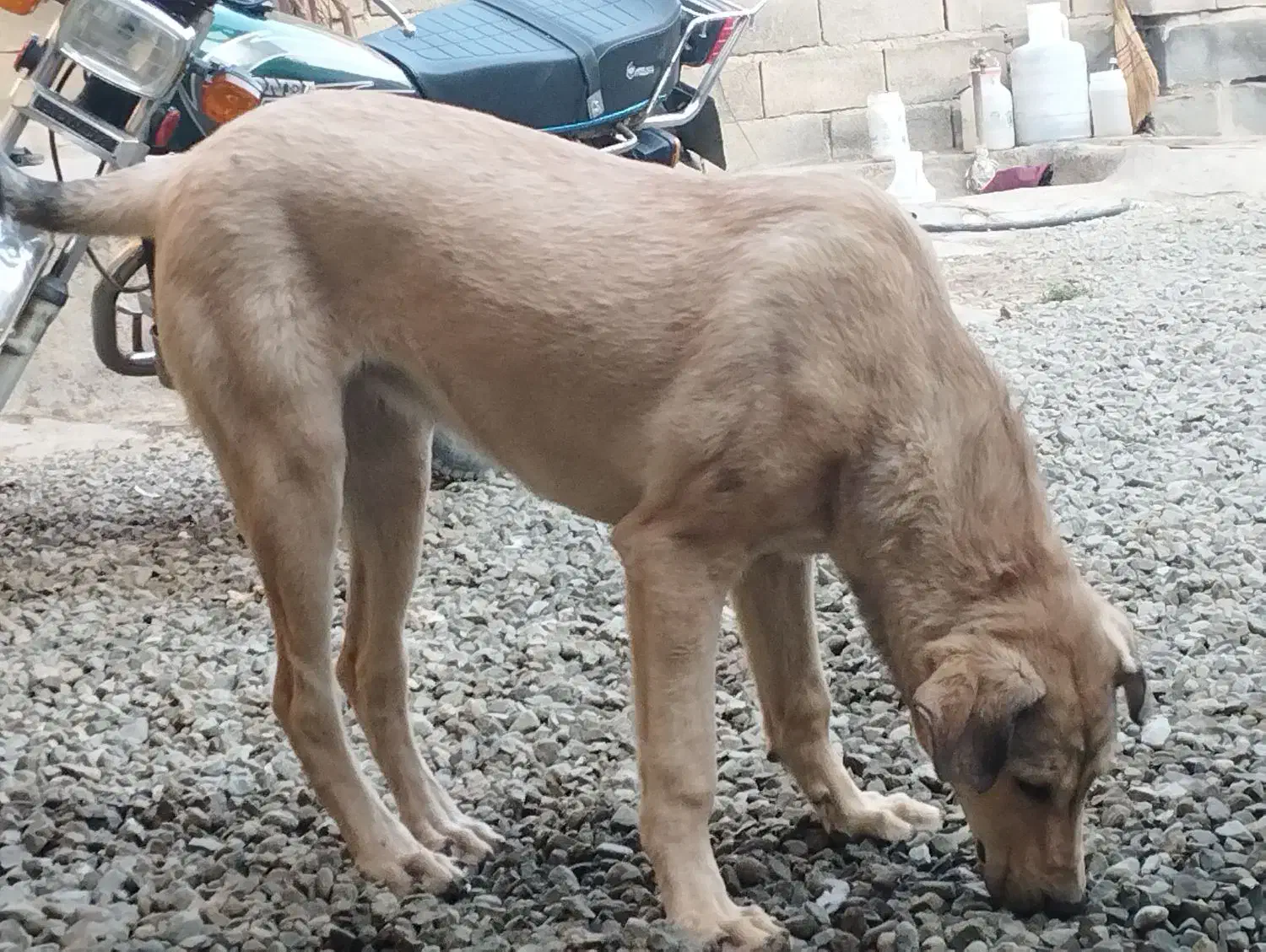 توله 8ماهه توله تبر قهرمان وحیدعباسی|سگ|همدان, |دیوار