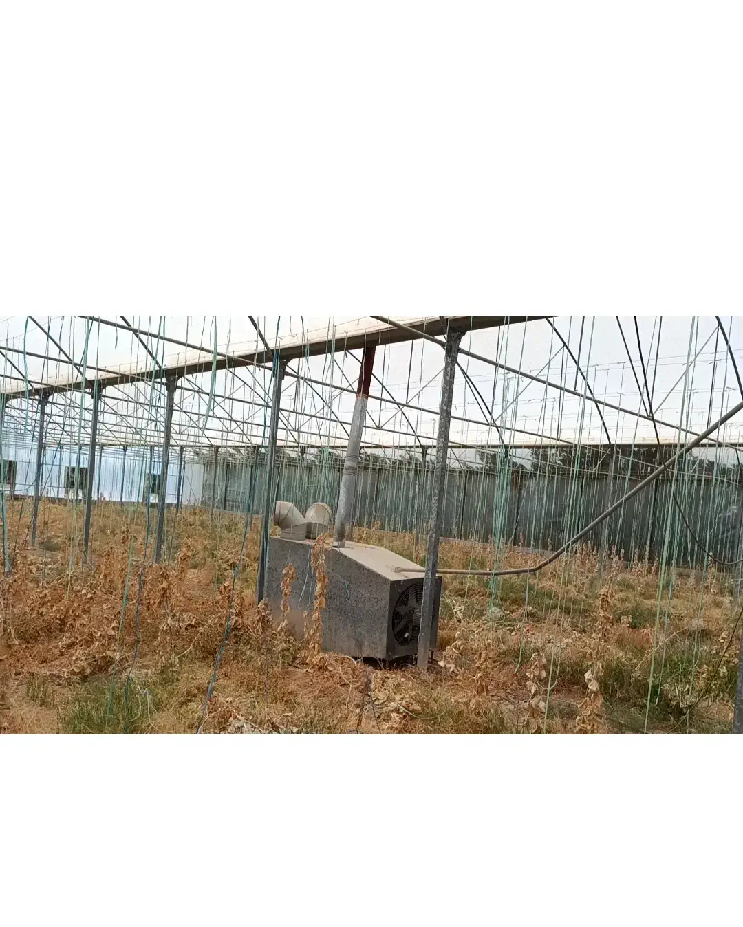 فروش زیر قیمت گلخانه یک هکتاری با طراحی اسپانیایی|فروش دفتر صنعتی، کشاورزی، تجاری|شوشتر, |دیوار