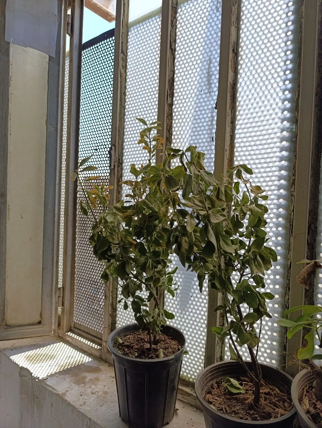 کارگر ساده یا کار جمع کن جهت کار در تولیدی|استخدام صنعتی، فنی، مهندسی|تهران, صاحب الزمان|دیوار