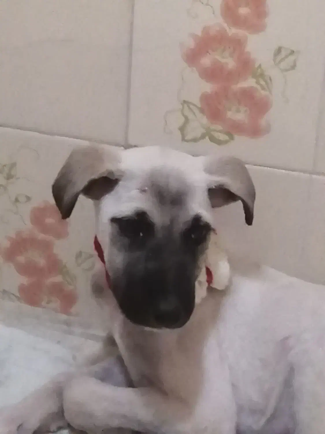 واگذاری سگ بومی|سگ|تهران, تهرانپارس جنوبی|دیوار