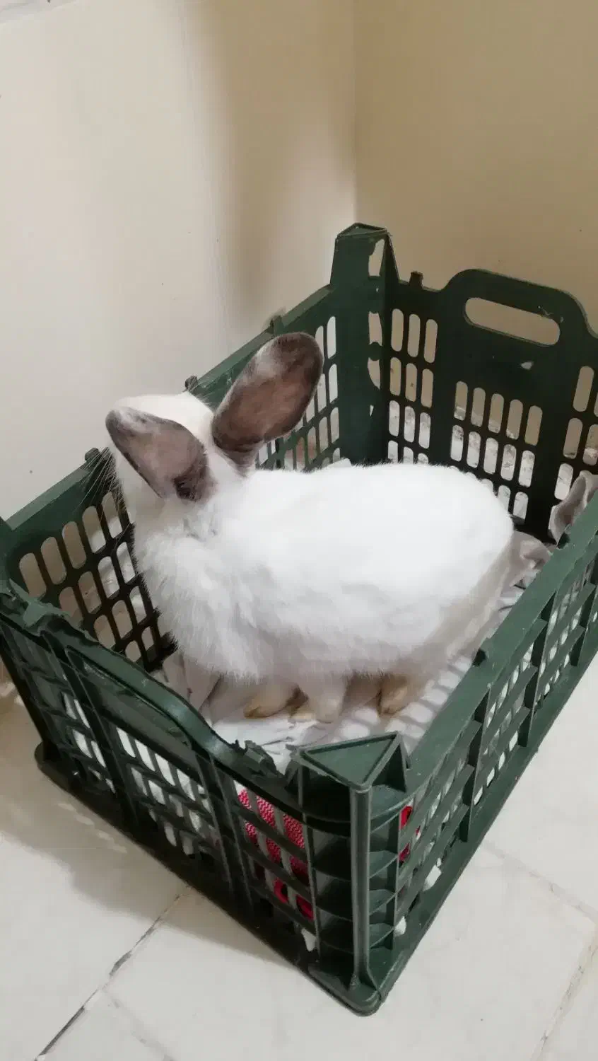 خرگوش|موش و خرگوش|پرند, فاز ۶|دیوار