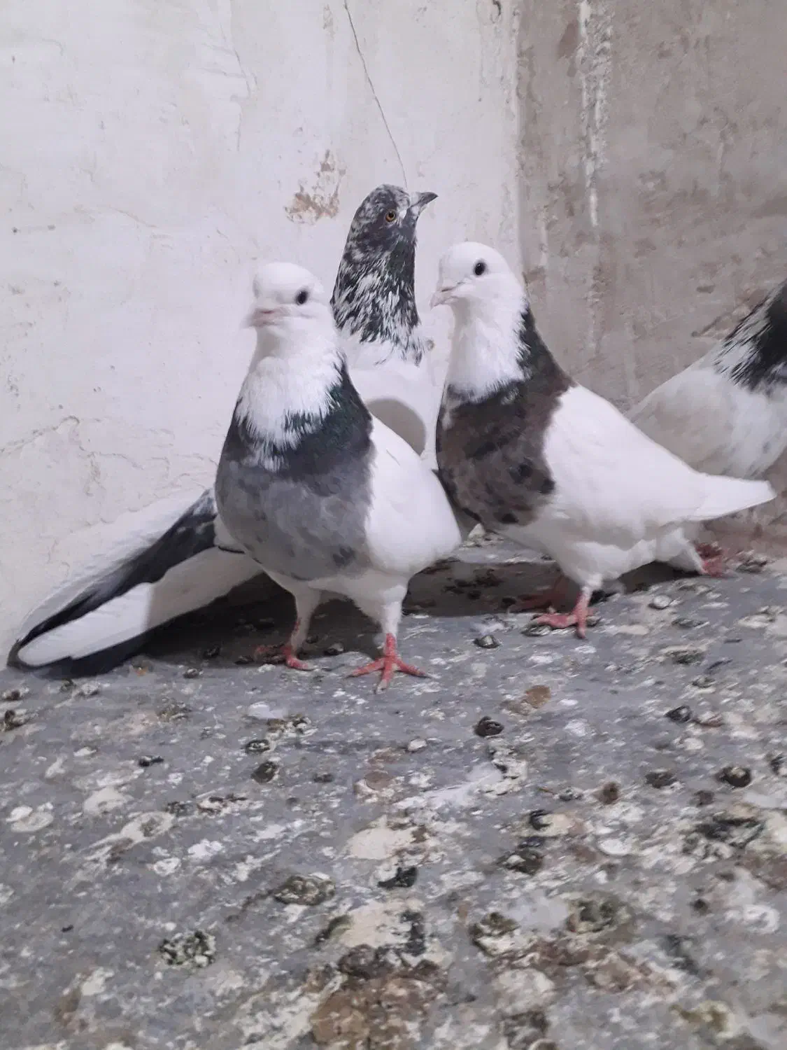 سلام درود بر شما عشق بازان ۴ عدد کبوتر ناب.|پرنده|کبودرآهنگ, |دیوار