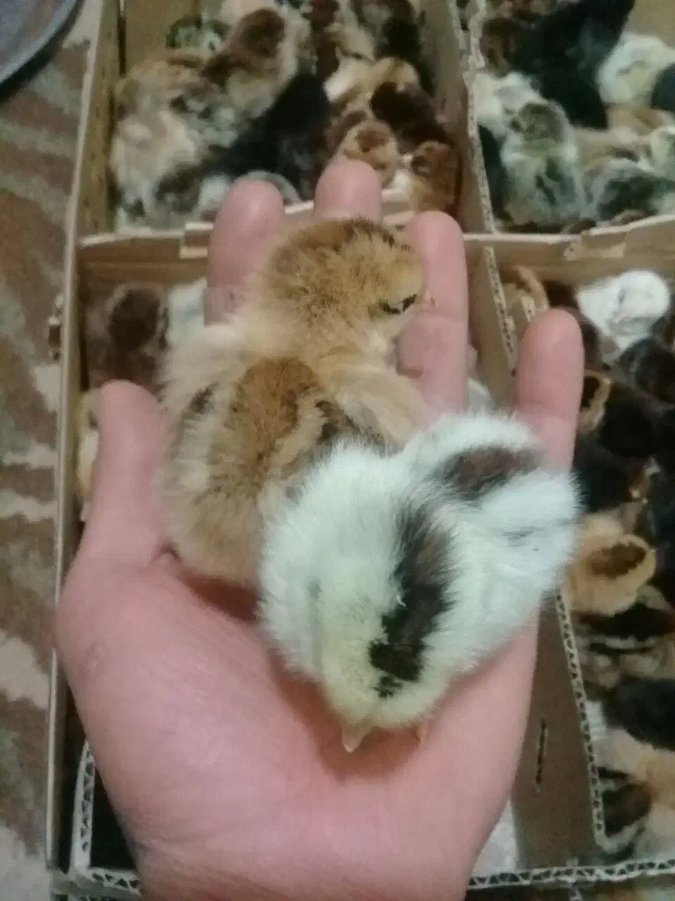 جوجه یکروزه گلپایگان جوجه مرغ و خروس|حیوانات مزرعه|نیشابور, پنجراه|دیوار