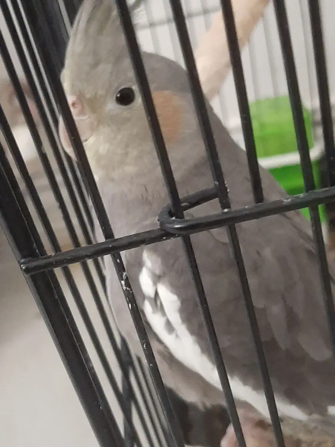 عروس هلندی|پرنده|رشت, پل تالشان|دیوار