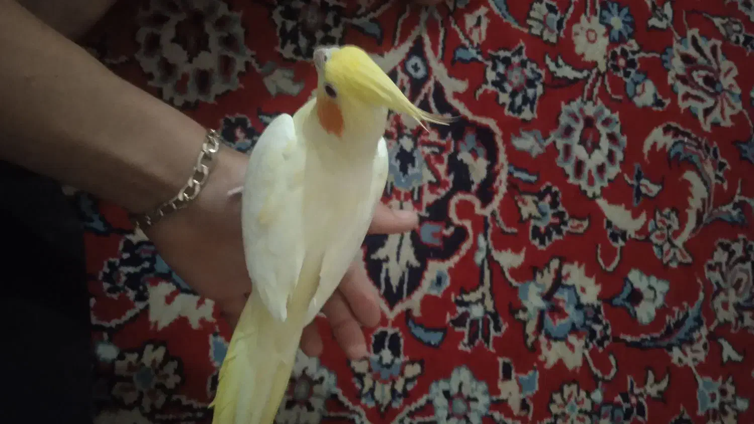 عروس هلندی ماده|پرنده|رامهرمز, |دیوار