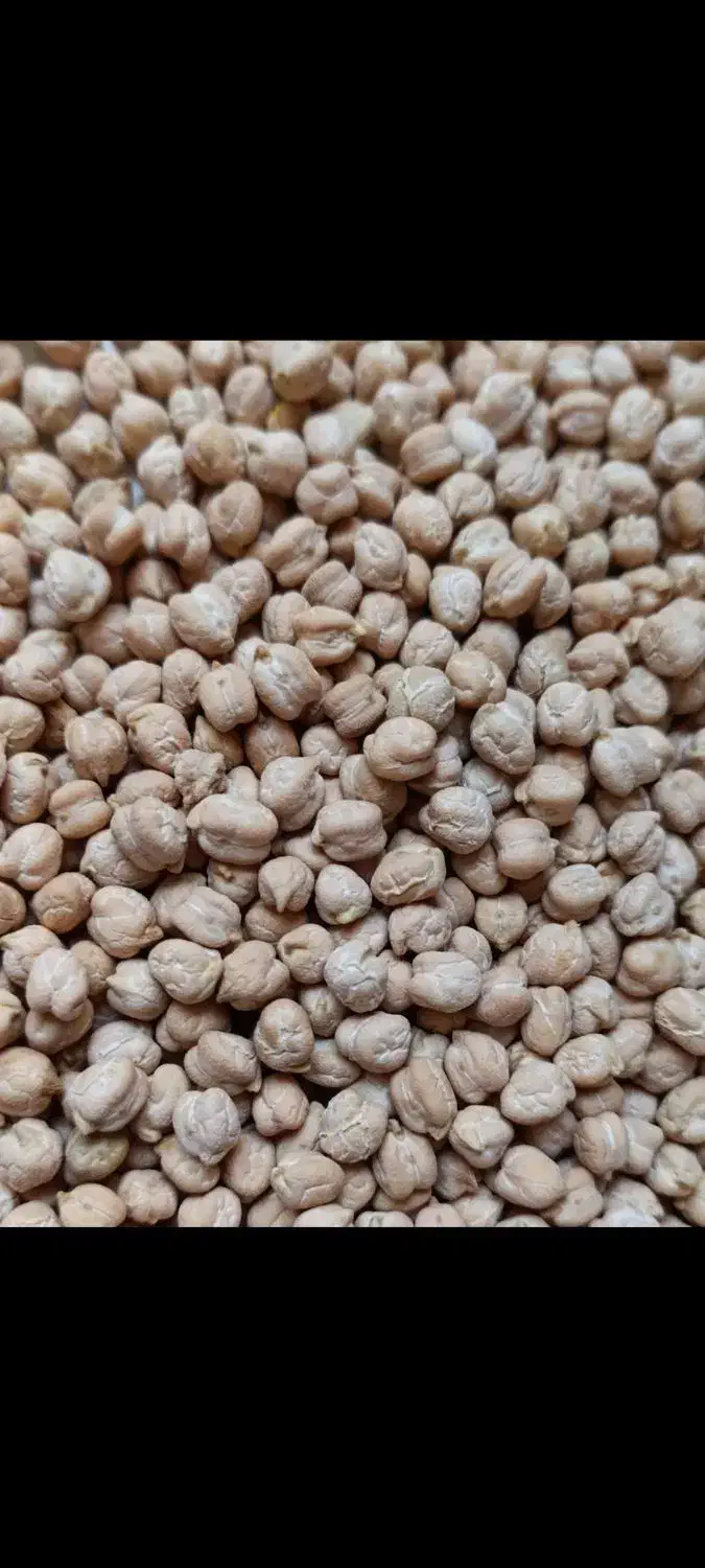 نخود|عمده‌فروشی|سردرود, |دیوار