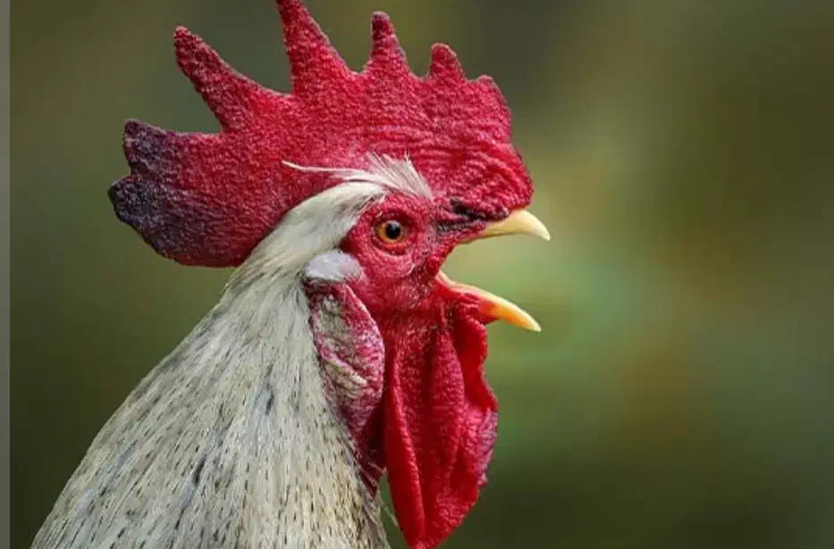 خروس 500|حیوانات مزرعه|گلپایگان, |دیوار