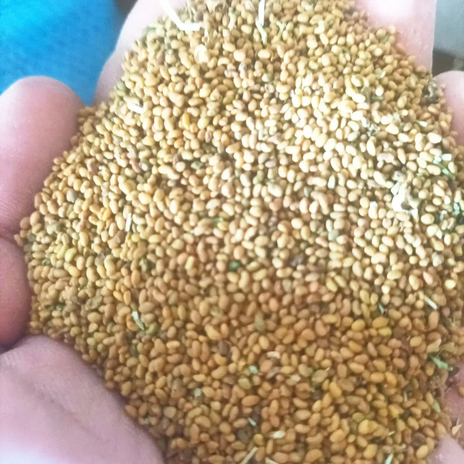 بذر یونجه پایه رنجر|خدمات باغبانی و درختکاری|مشهد, اسماعیل آباد|دیوار