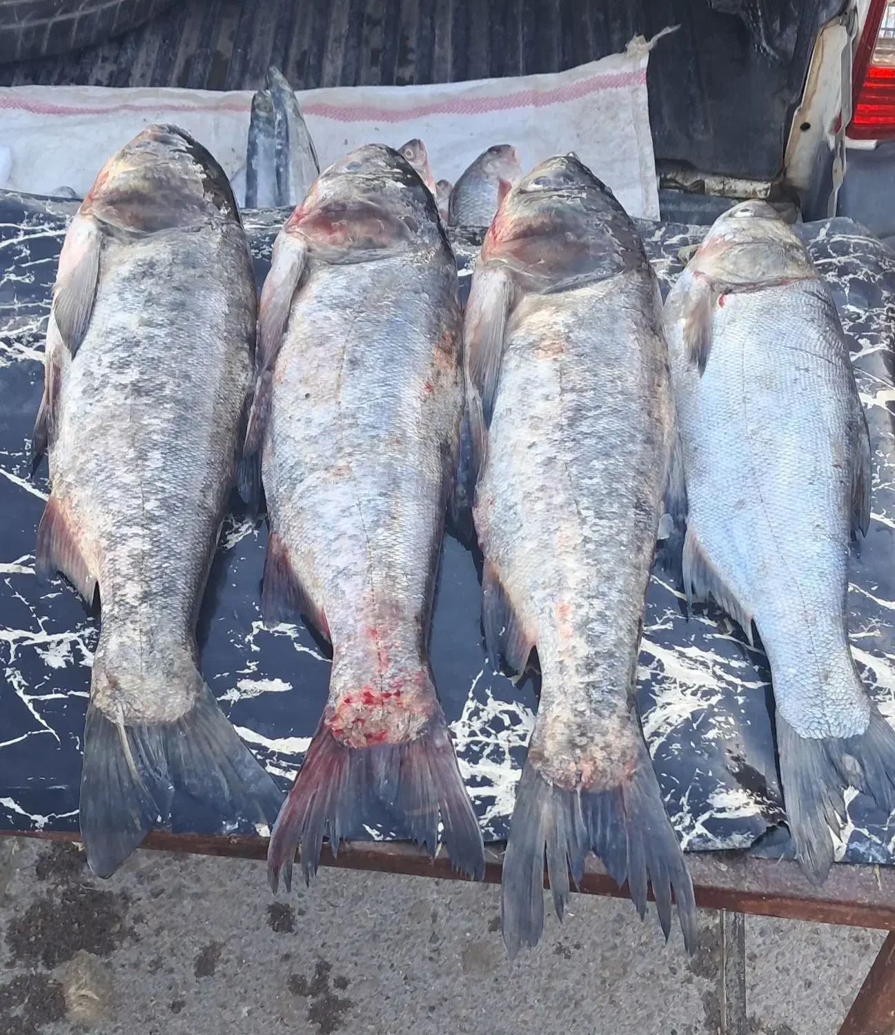 ماهی درشت تازه|ماهی|اندیمشک, |دیوار