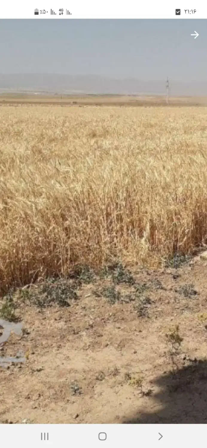 نخود زرد مال امسال|خوردنی و آشامیدنی|قیدار, |دیوار