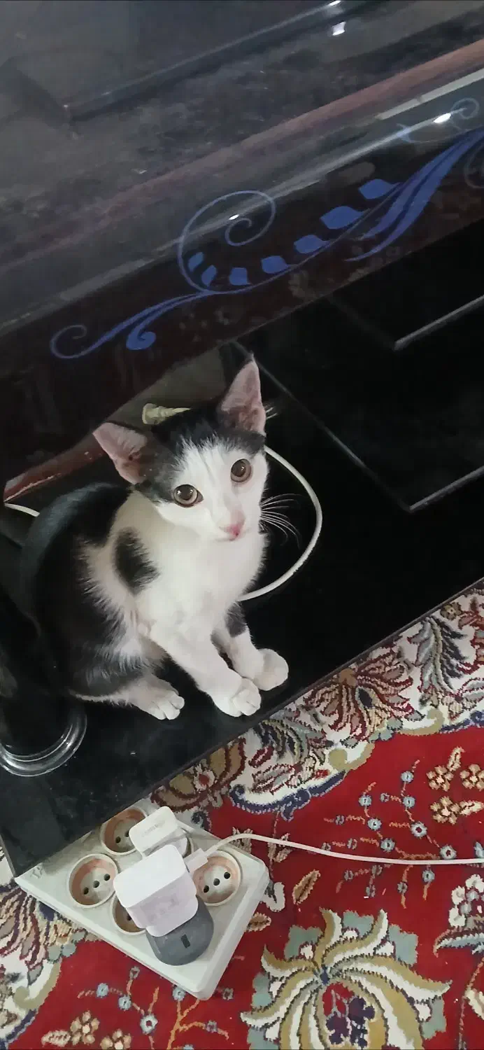 گمشده|گربه|قم, سالاریه|دیوار