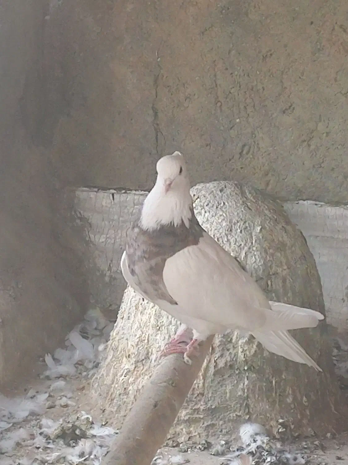 طوقی خرمایی خال سیاه|پرنده|فامنین, |دیوار