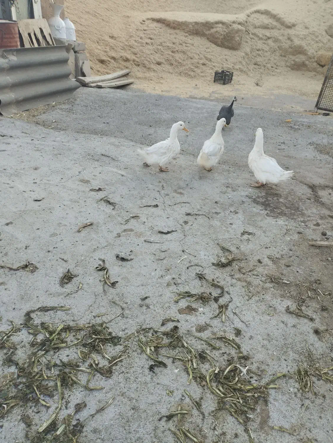 سه عدد مرغ آبی چاق|حیوانات مزرعه|آباده, |دیوار