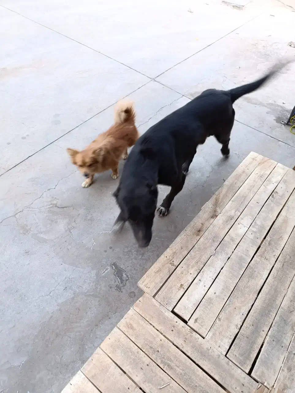 سگ افغان معاوضه با کبوتر یا عروس یا قناری و...|سگ|پاکدشت, پاکدشت (مامازند)|دیوار