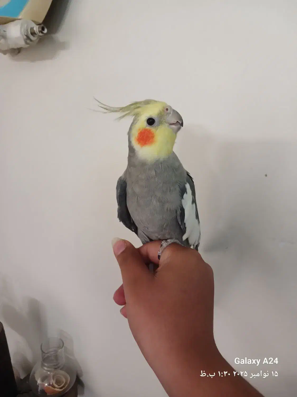 عروس هلندی جفت مولد کاملا دستی|پرنده|تهران, گرگان|دیوار