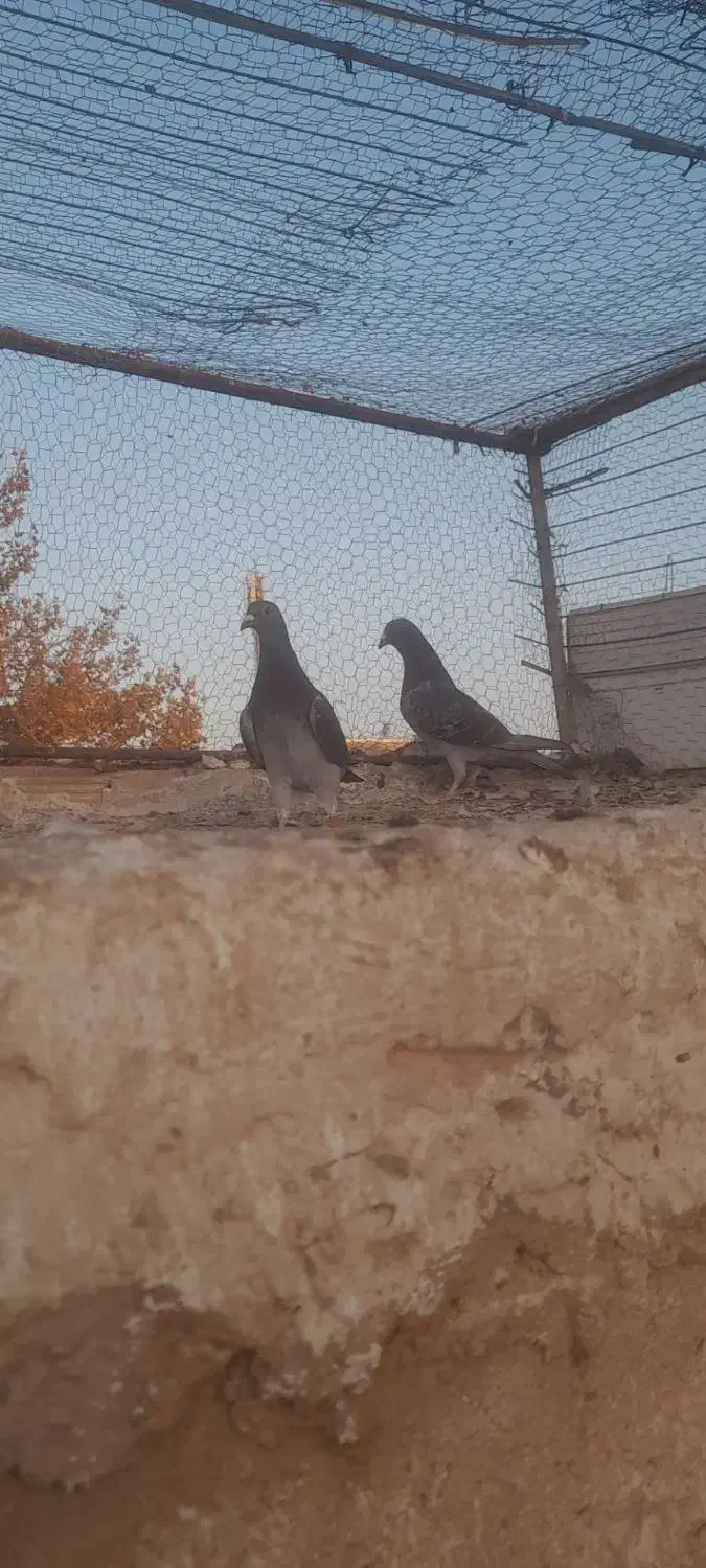 پولک چاپی|پرنده|فردوس (خراسان), |دیوار