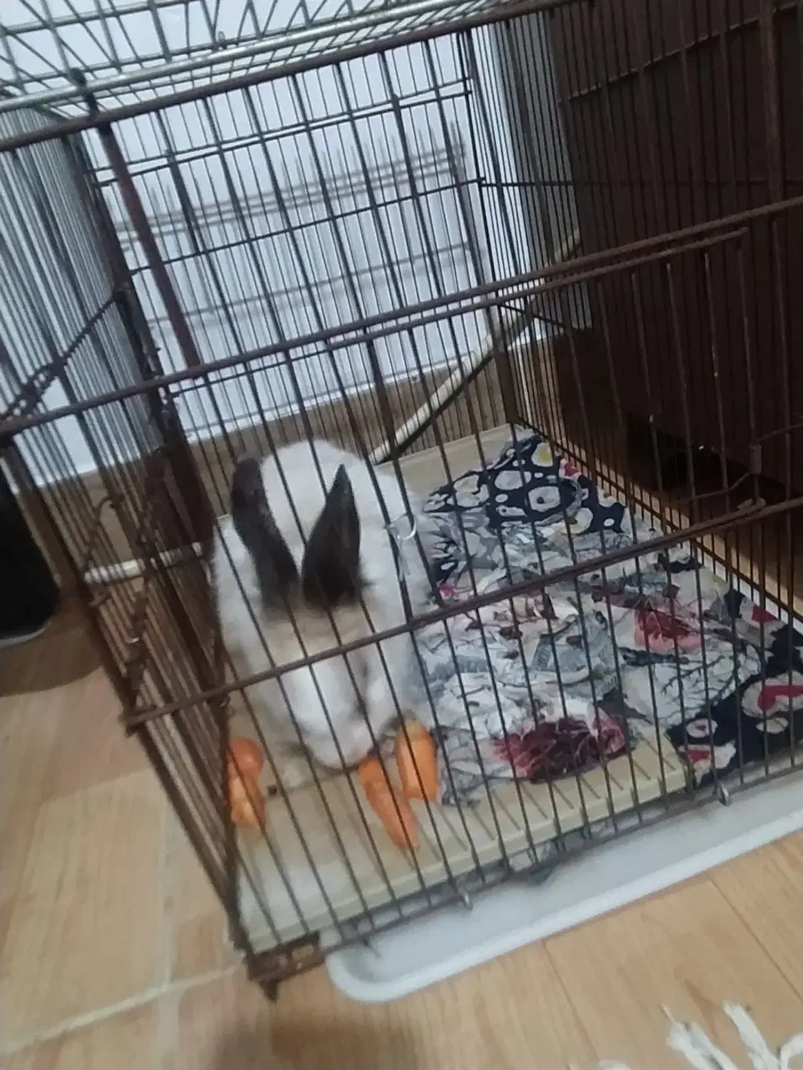 خرگوش نر|موش و خرگوش|رشت, کوی حسینی|دیوار