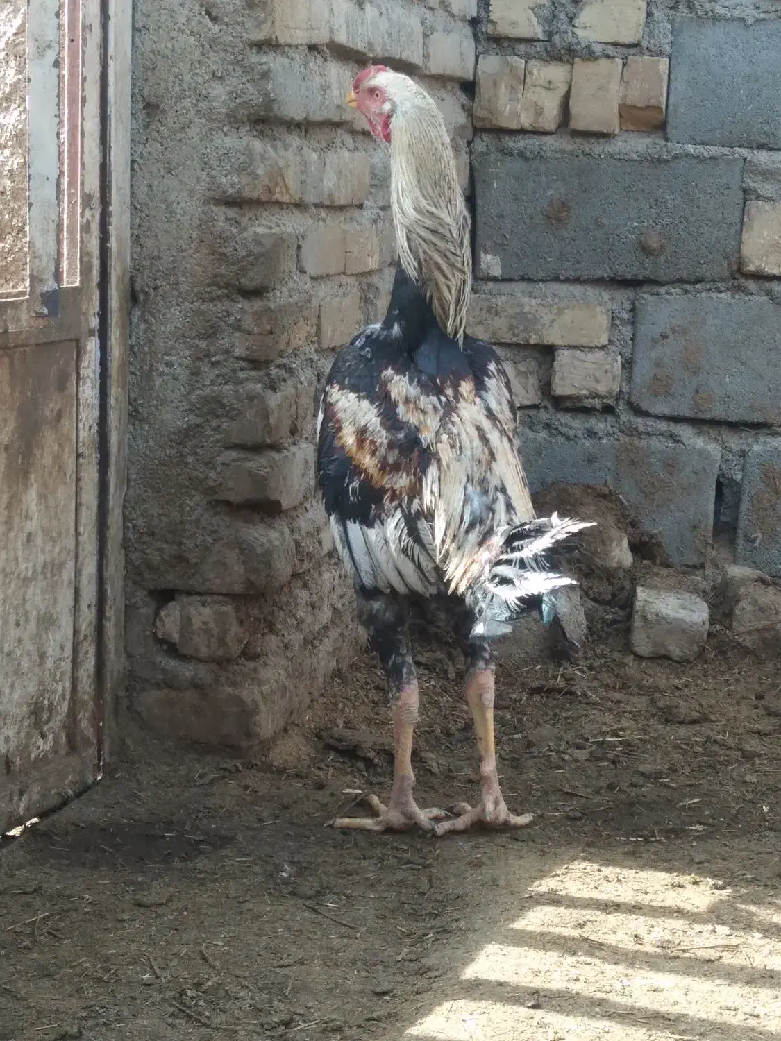 خروس لاری|حیوانات مزرعه|پیشوا, |دیوار