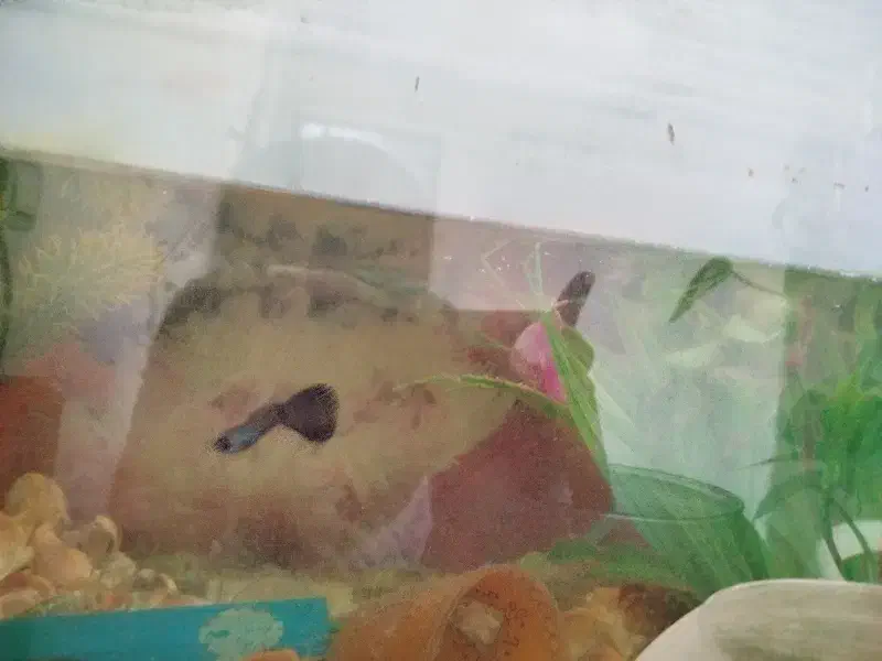 ماهی گوپی|ماهی|خرمدره, |دیوار