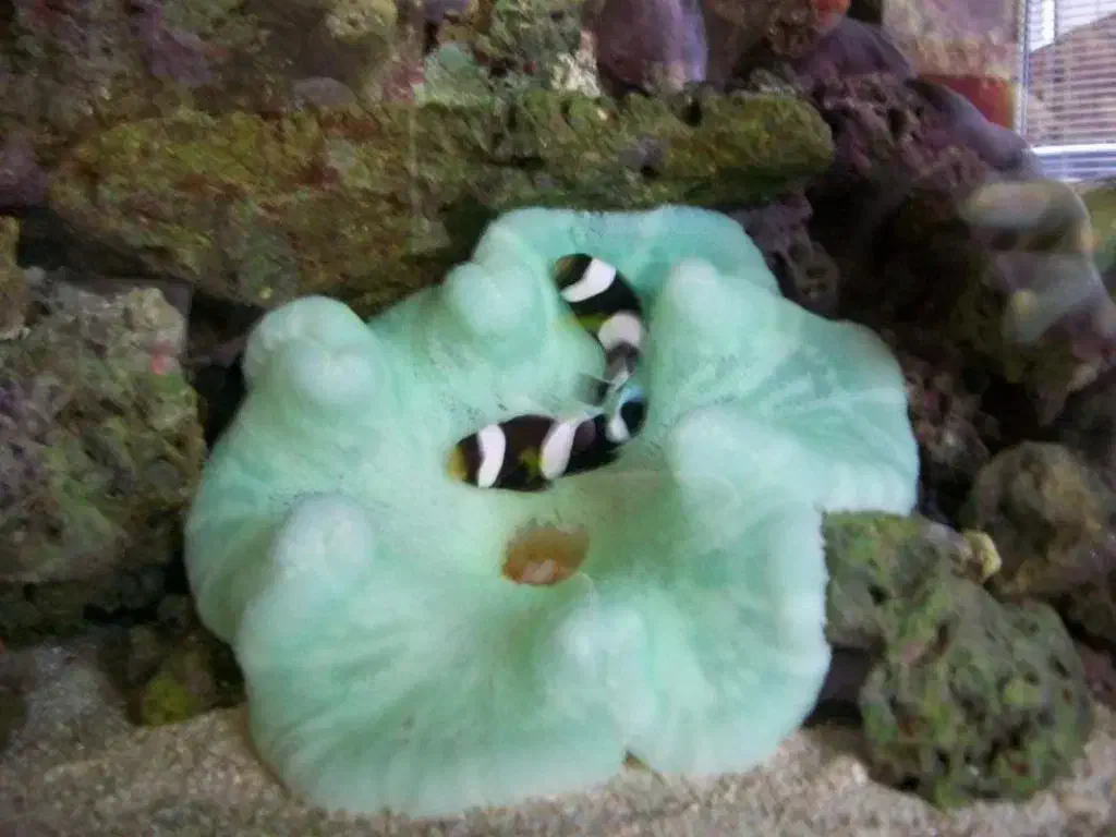 Ab sh orشقایق موکتی و کلارکی ابشورmm|ماهی|تهران, جوادیه تهرانپارس|دیوار