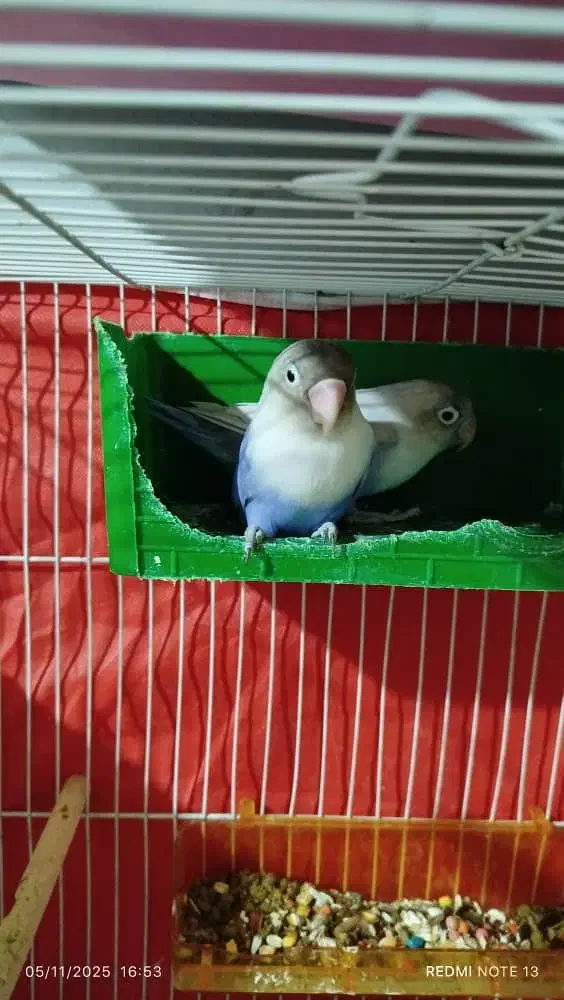 کوتوله برزیلی مولد|پرنده|مشهد, ایثار|دیوار