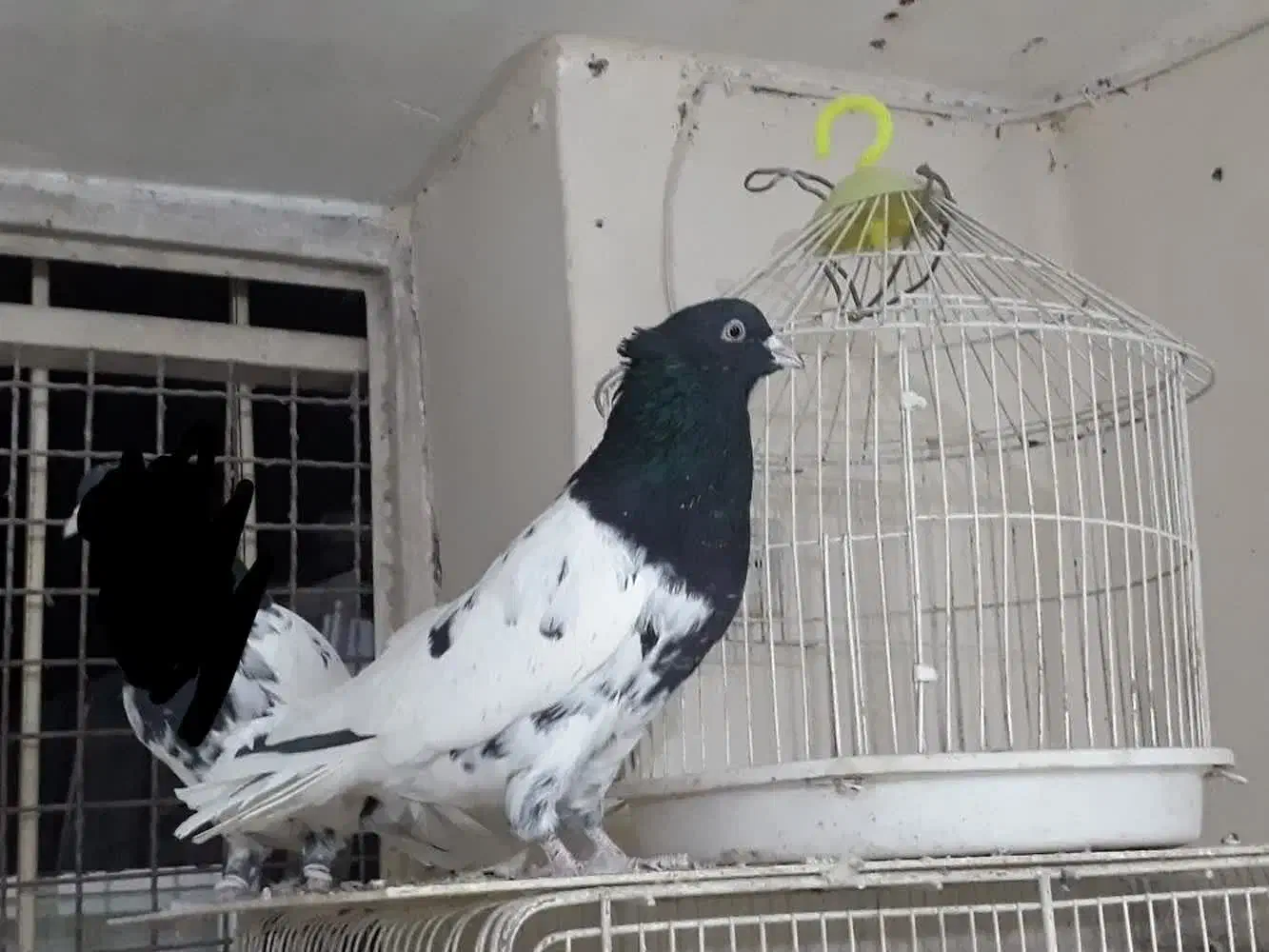 چندعدد کبوتر پربازی دار دورنگ|پرنده|گنبکی, |دیوار