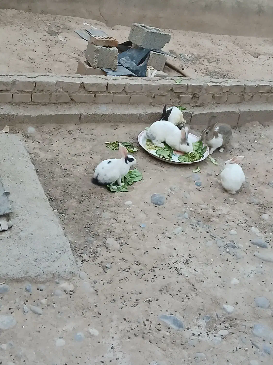 خرگوش خونگی|موش و خرگوش|دزفول, |دیوار