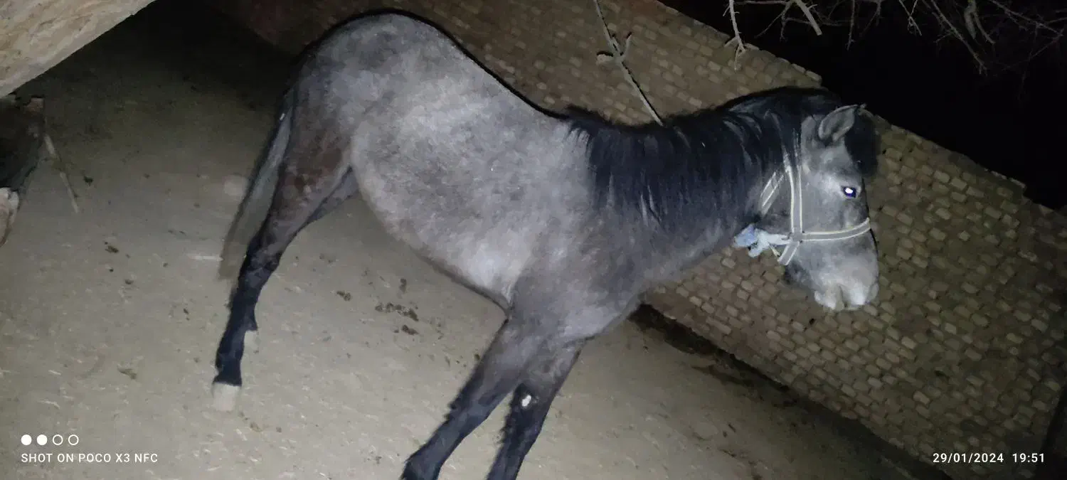 اسب مادیا|اسب و تجهیزات اسب‌سواری|انار, |دیوار