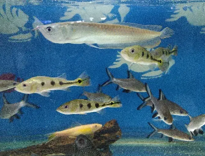 ماهی زینتی|ماهی|شیراز, بازار|دیوار