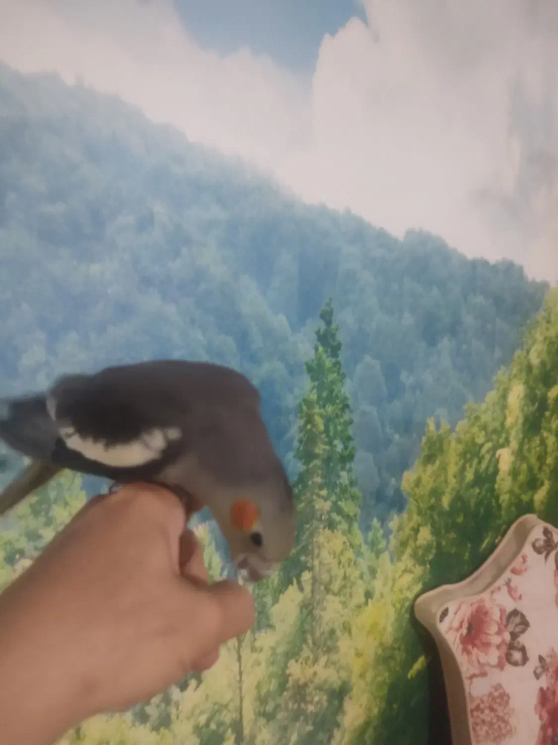 طوطی هلندی|پرنده|قزوین, |دیوار