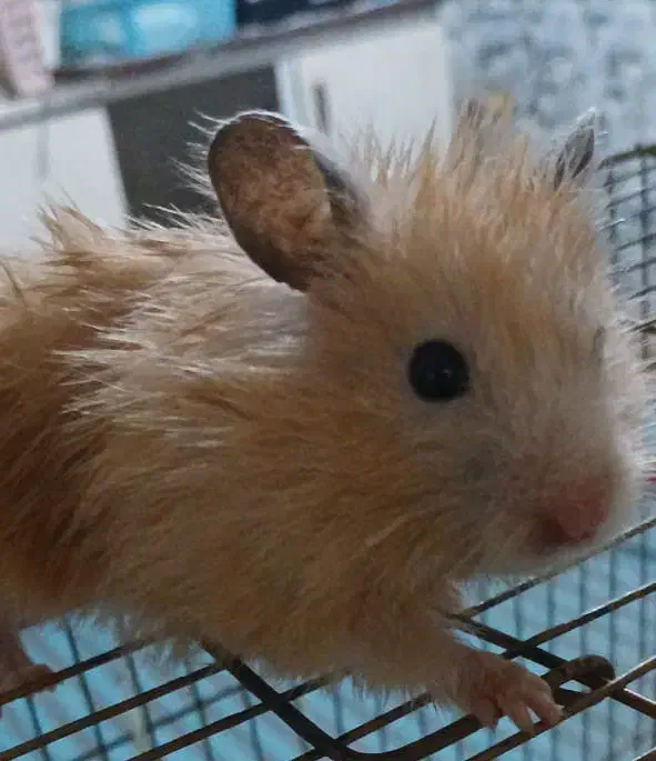 همستر اهلی|موش و خرگوش|اندیمشک, |دیوار