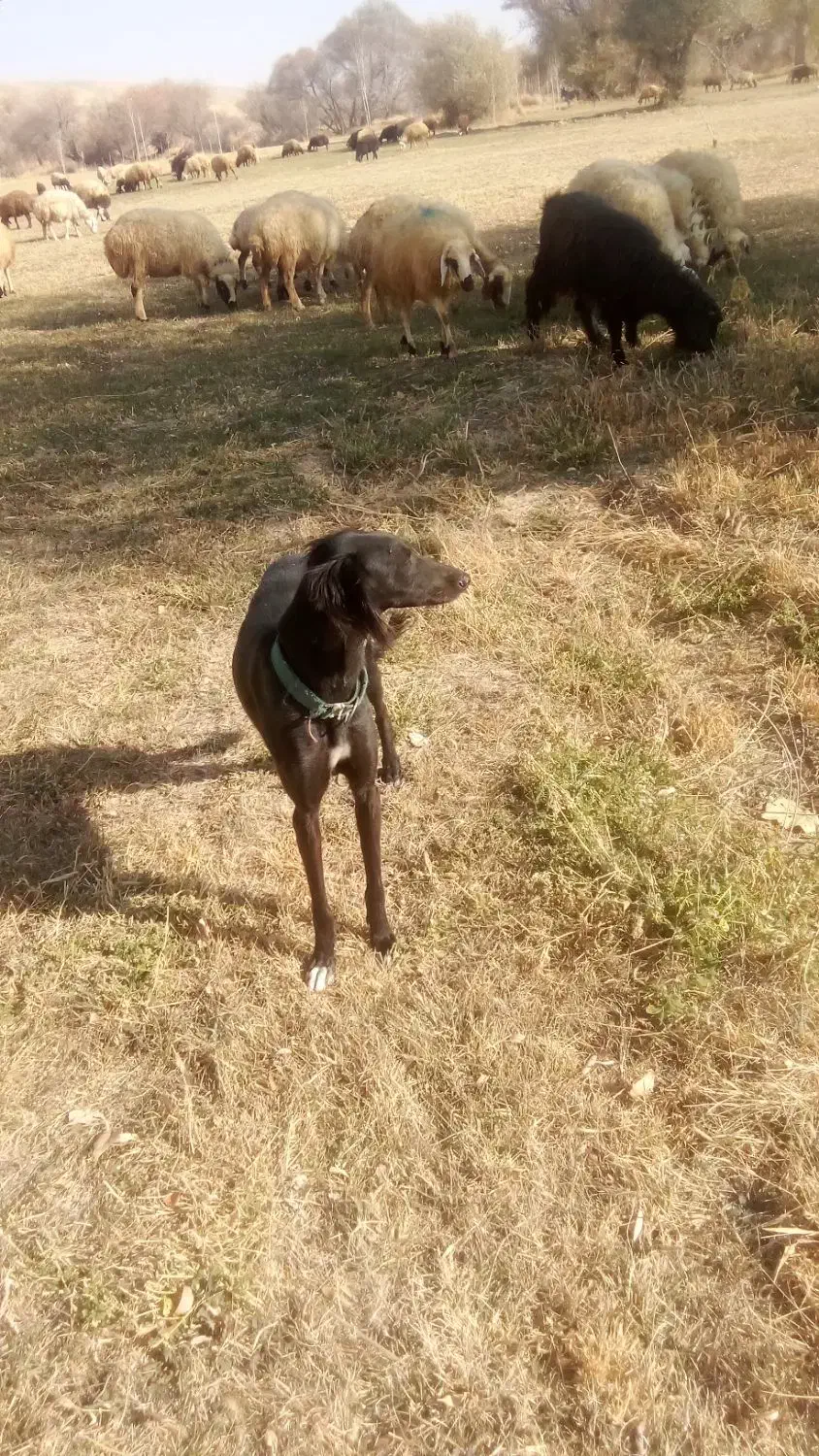 تازی سالوکی|سگ|دیواندره, |دیوار