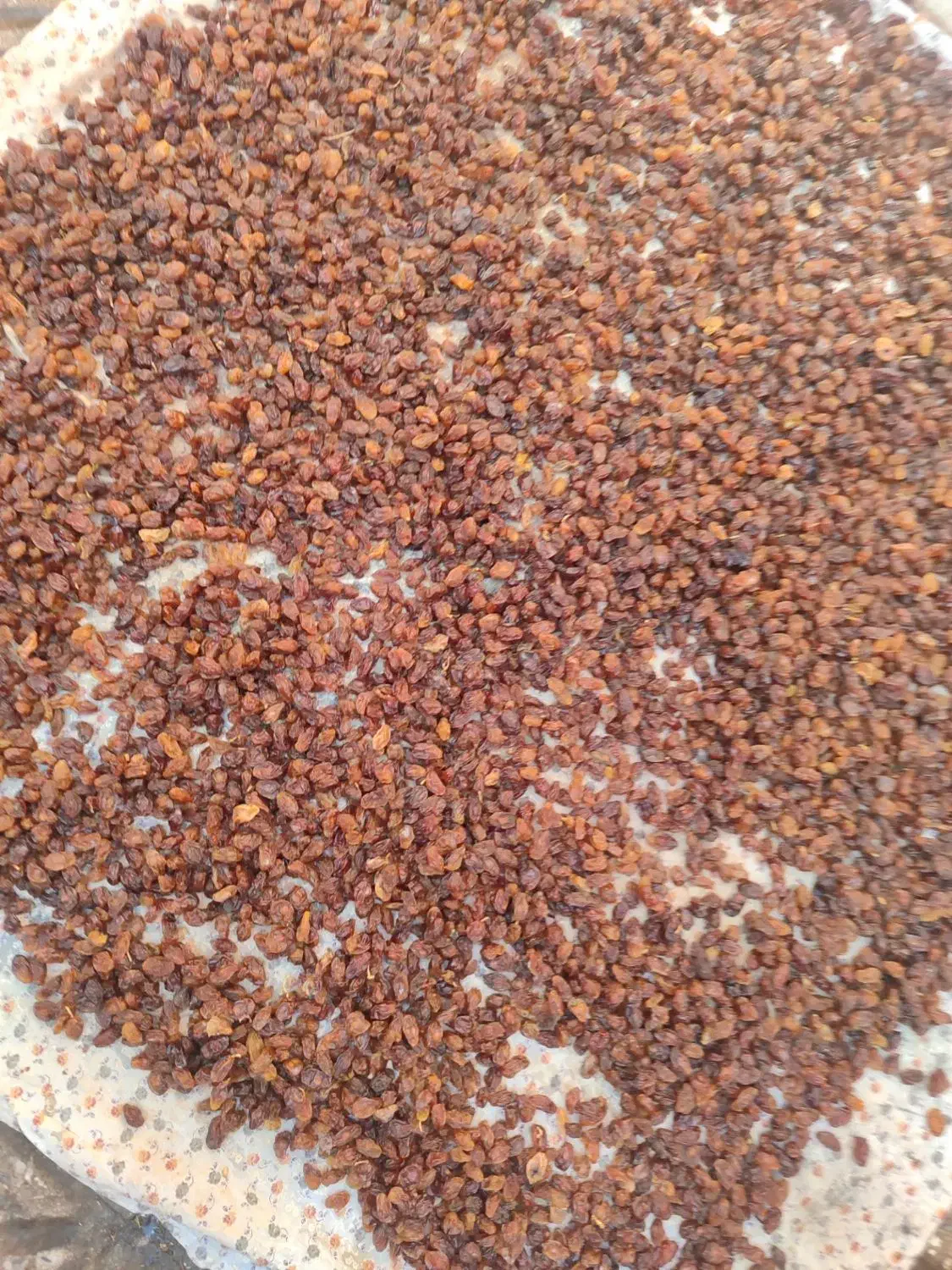 سوپرلوکس خوراکی|خوردنی و آشامیدنی|اشکذر, |دیوار