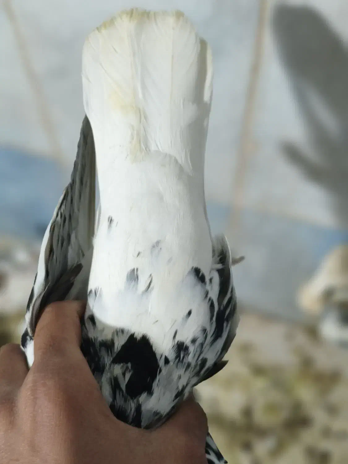 کبوتر|پرنده|دزفول, |دیوار