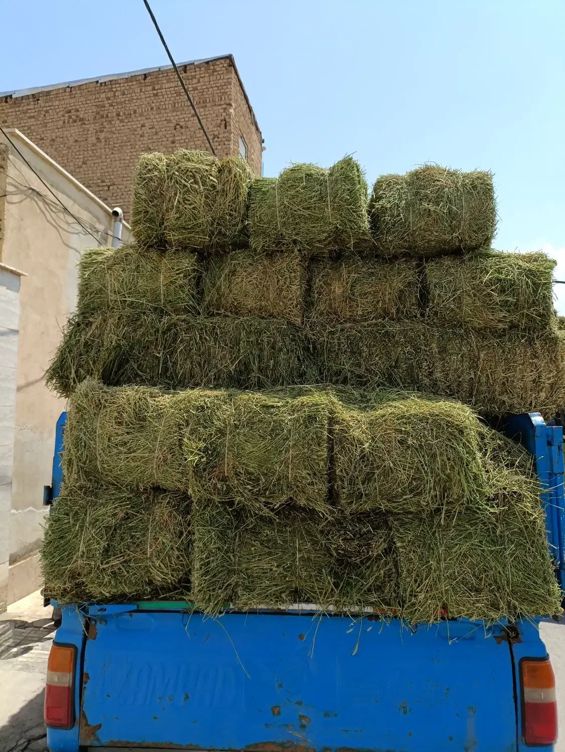 انواع یونجه در ملایر|لوازم جانبی حیوانات|ملایر, |دیوار