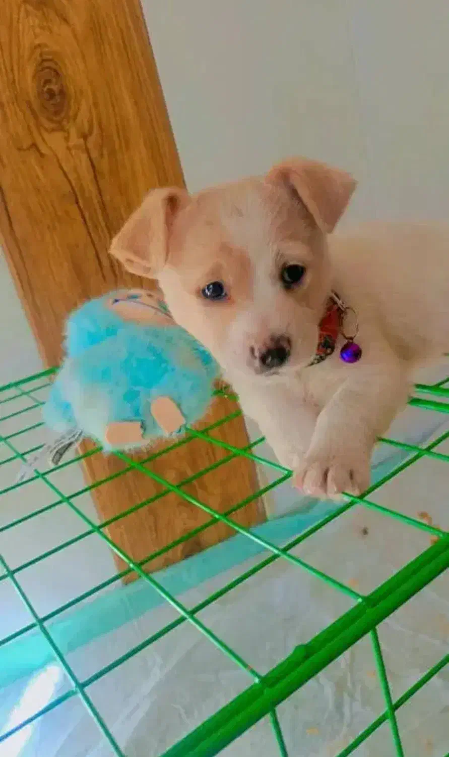 سگ دوماهه شیتزو شیطون|سگ|سیرجان, |دیوار