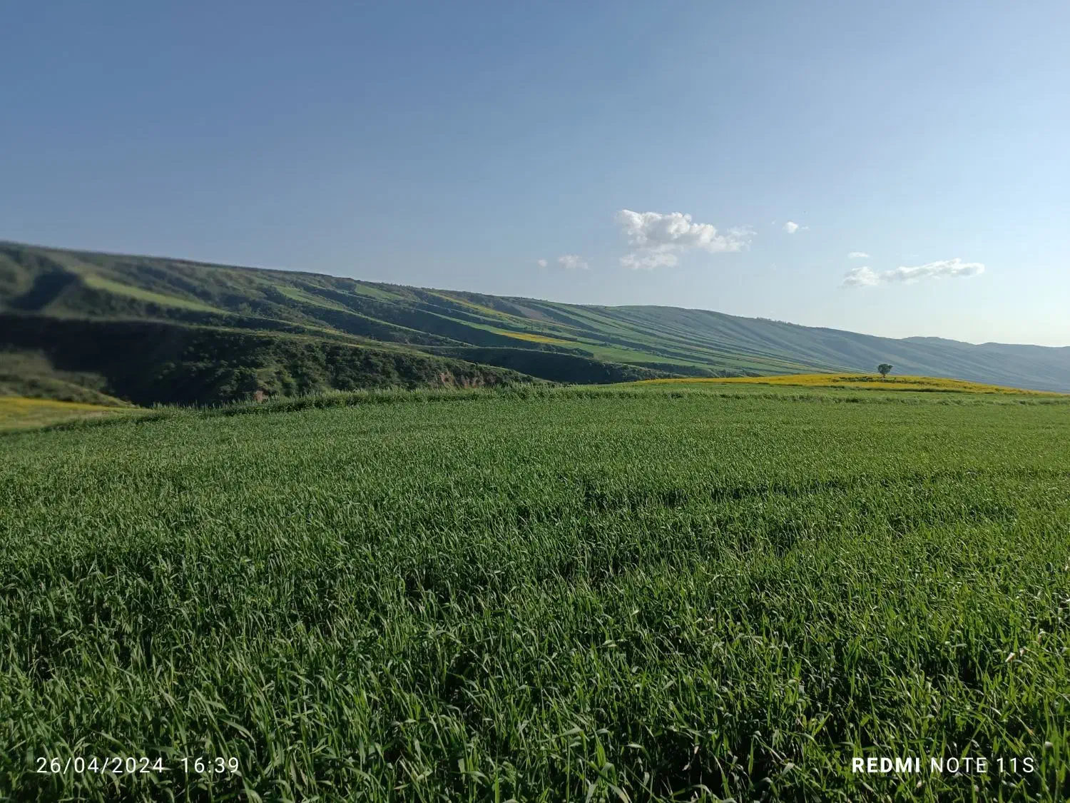 گندم بذری کوهدشت|عمده‌فروشی|مراوه, |دیوار