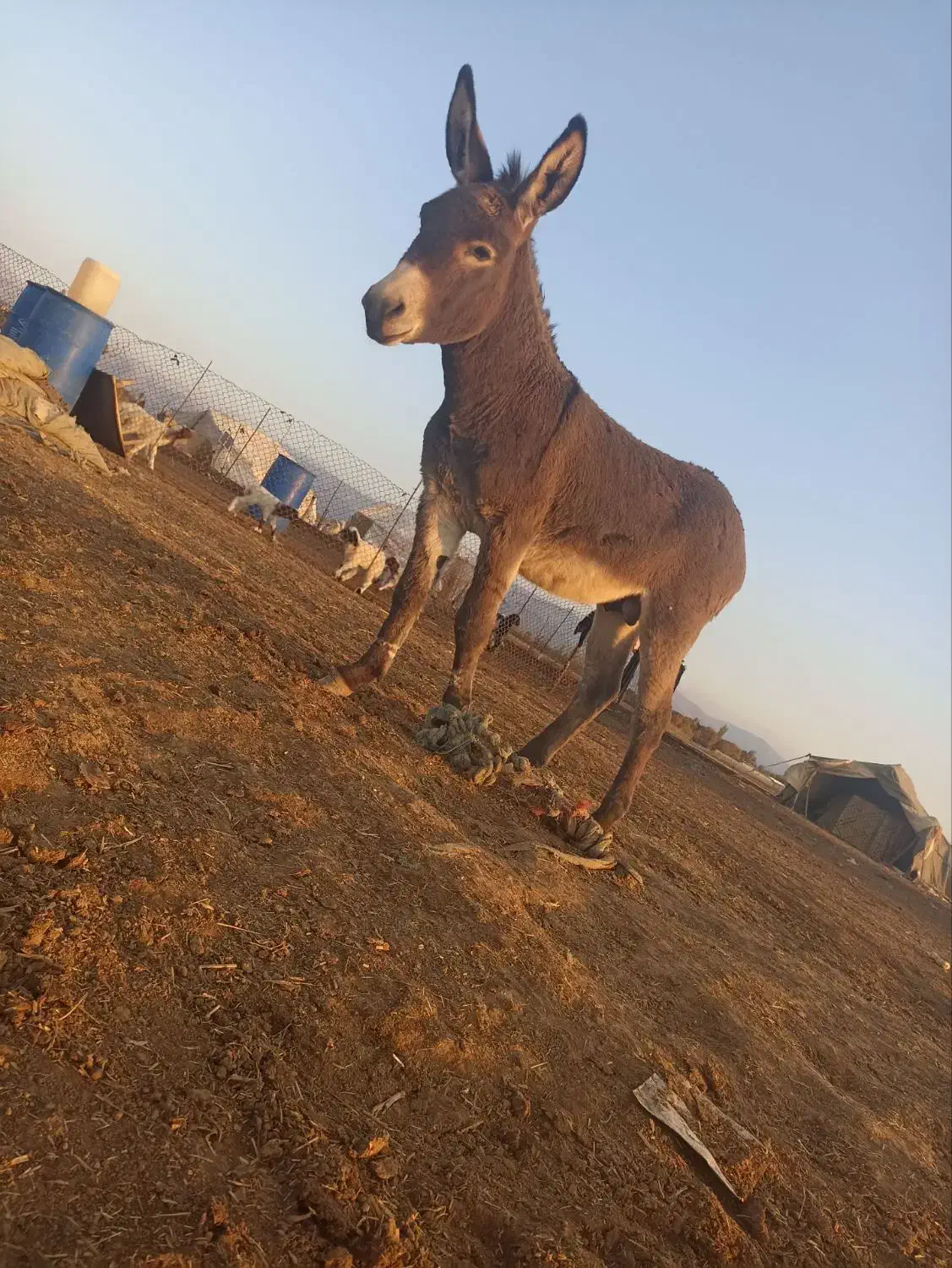 خر گله ای|حیوانات مزرعه|فیروزآباد (لرستان), |دیوار