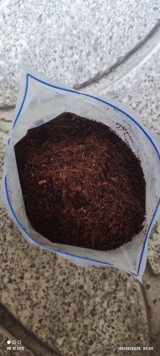 حلزون کوکوپیت|خزنده|ورامین, ورامین|دیوار