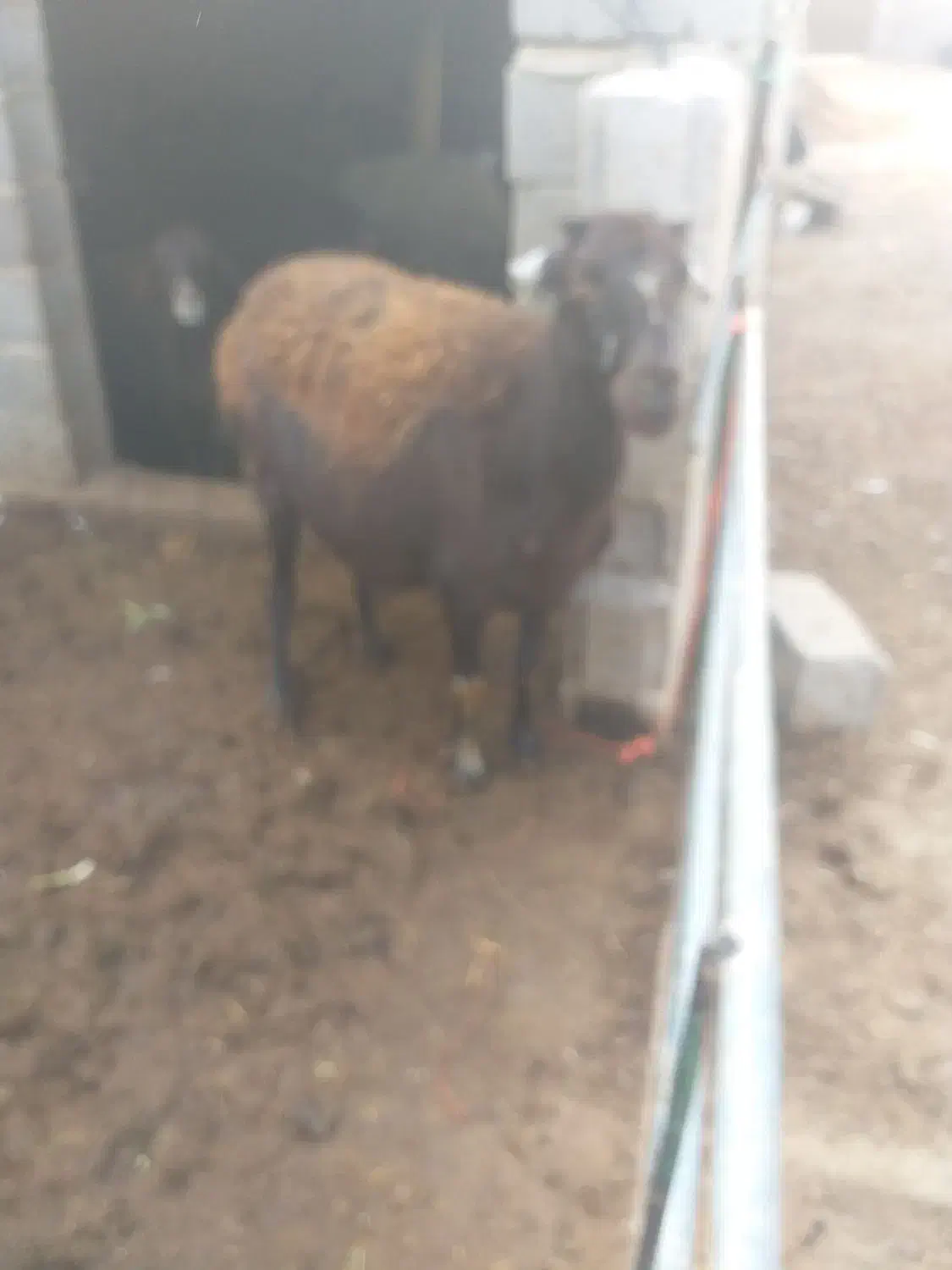 گوسفند|حیوانات مزرعه|بناب, |دیوار