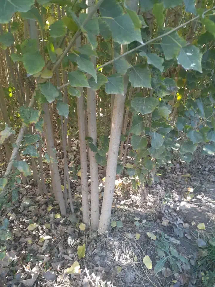 خرید مستقیم نـهـال با تضمیــن|خدمات باغبانی و درختکاری|میانه, |دیوار