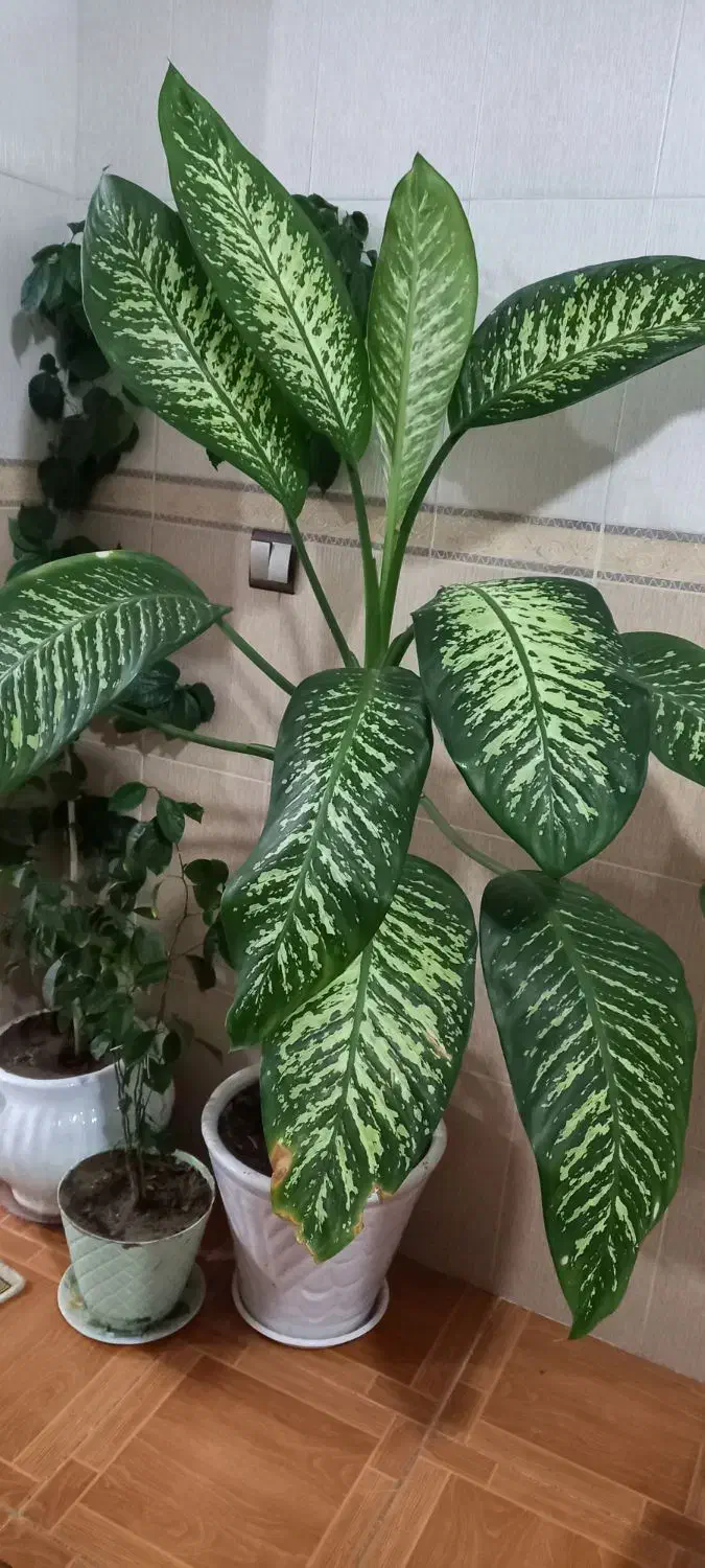 گل دیفن باخیا|گل و گیاه طبیعی|باروق, |دیوار