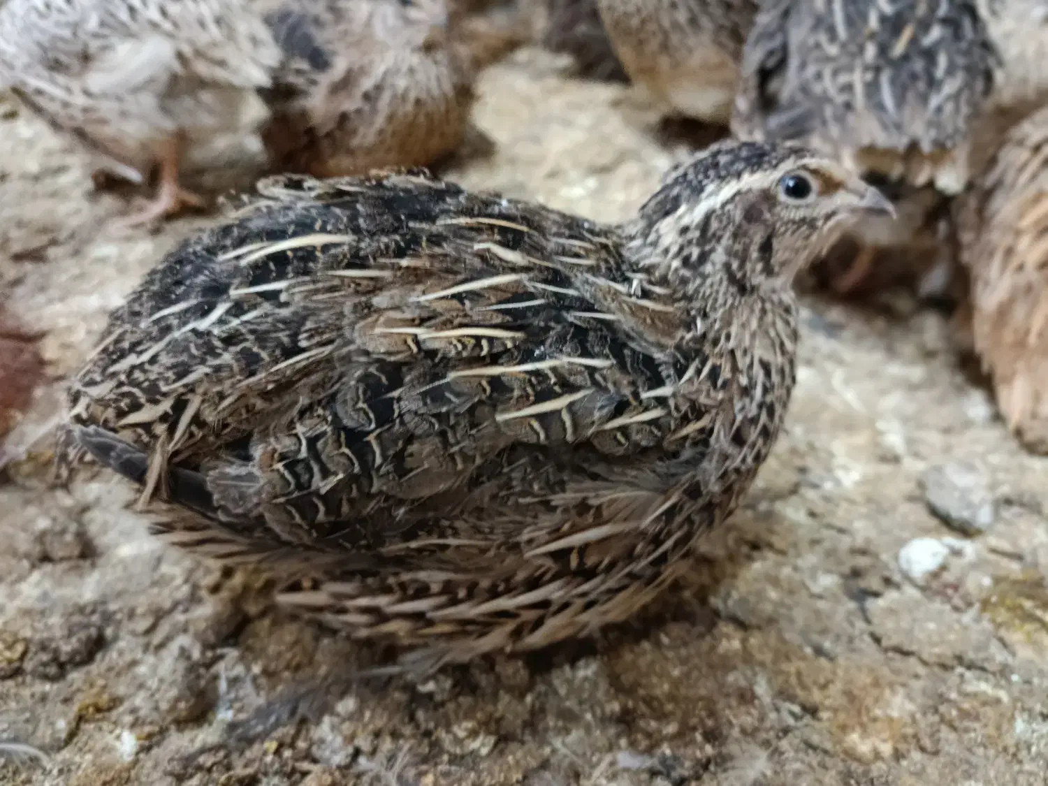 فروش بلدرچین|پرنده|کهک, |دیوار