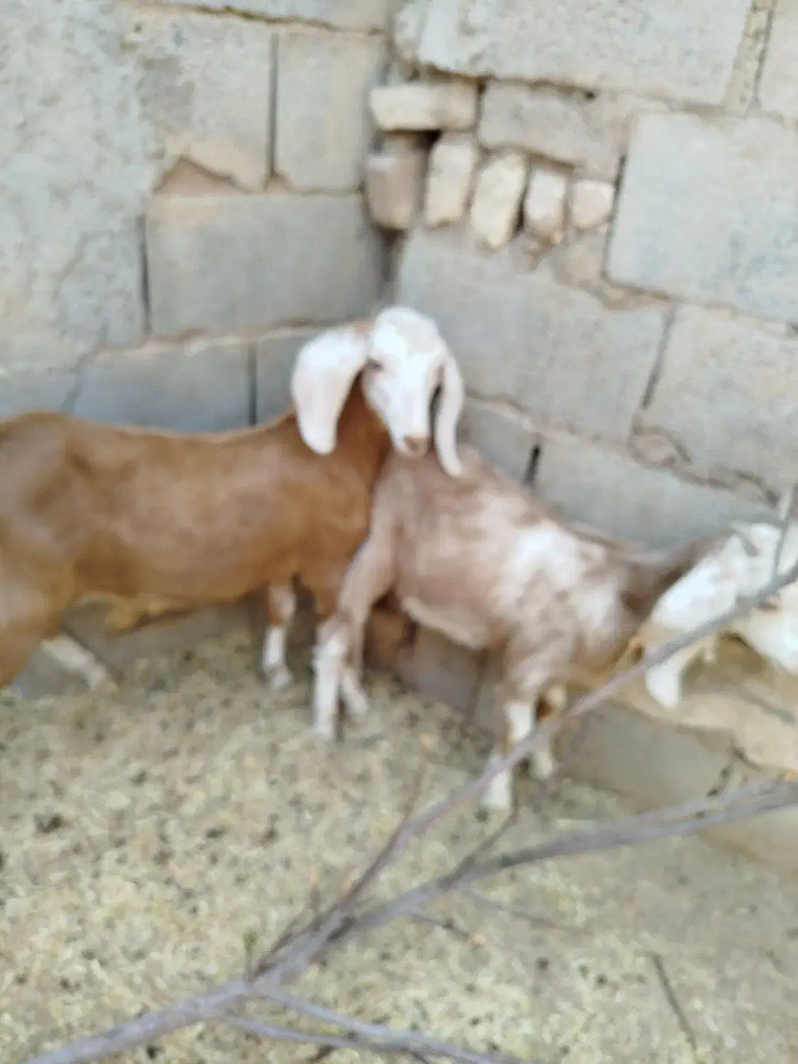 بز دورگ باکره نر|حیوانات مزرعه|مهریز, |دیوار